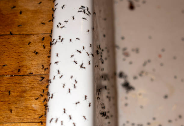 Best Affordable Pest Control Services  in Goldenrod, FL